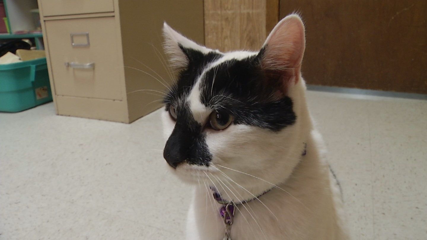 Some kitty litter could trigger health problem in cats KCTV5
