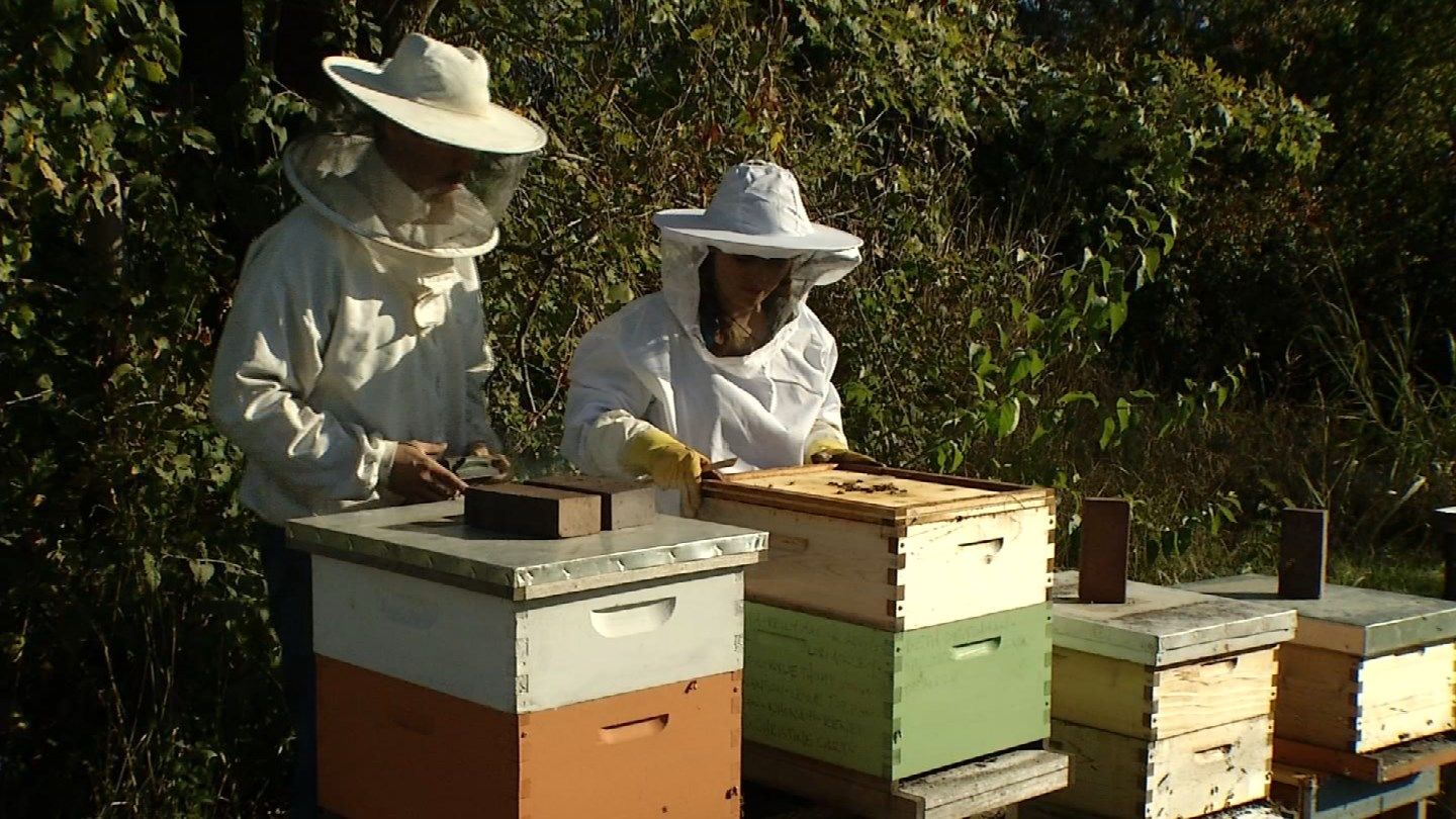 Raytown bee farm expands in effort to help better produce everyd KCTV5