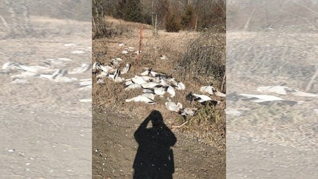 Authorities Search For Suspects After 75 Geese Found Dead Near C ...