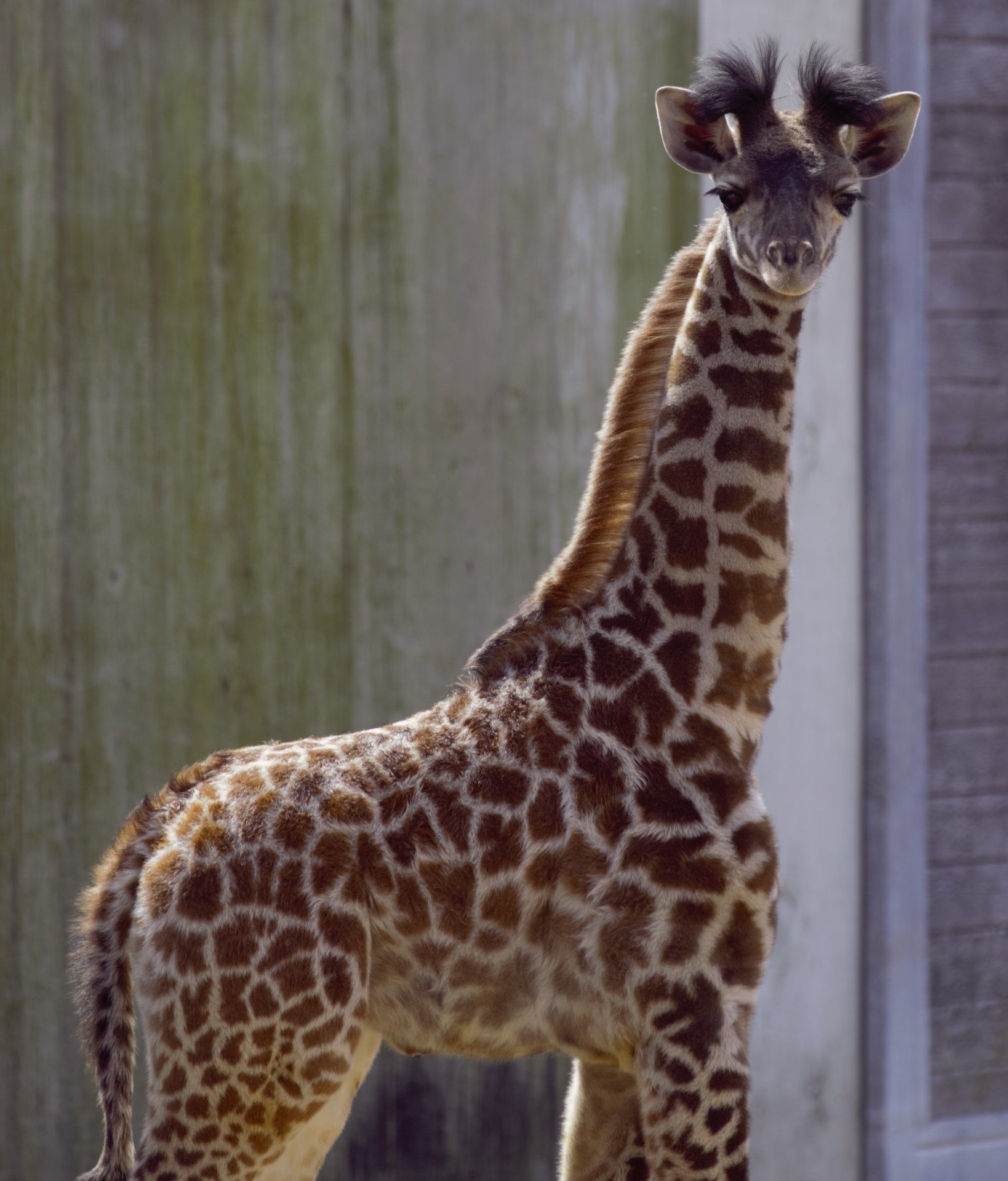 Here's Dixie! Kansas City Zoo's giraffe calf ready to make her p