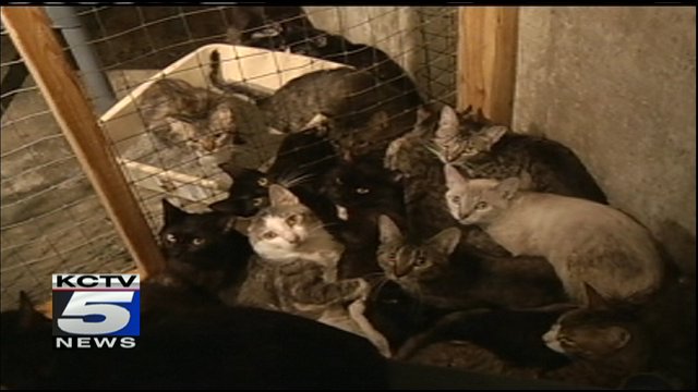Neighbors Complain Woman Hoarding Cats Again Kctv5 News