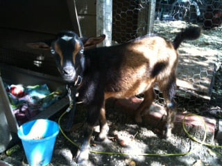 Meet Whiskey, a pygmy goat stirring up some controversy in Lawrence.