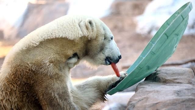 Berlin makes debut Thursday at Kansas City Zoo, polar bear cam - KCTV5 News