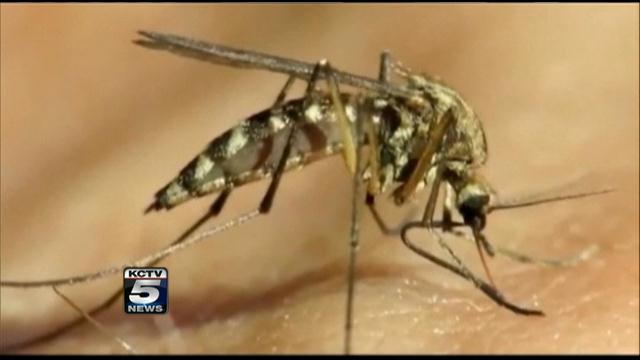 tips-to-protect-yourself-from-dangers-of-mosquito-bites-kctv5-news