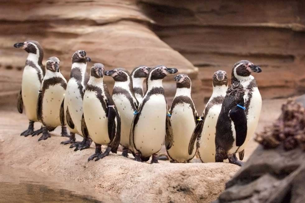 Wiinterrr's Day: Opening nears for Kansas City Zoo's penguin exhibit