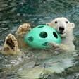 Watch live polar bear cam at KC Zoo