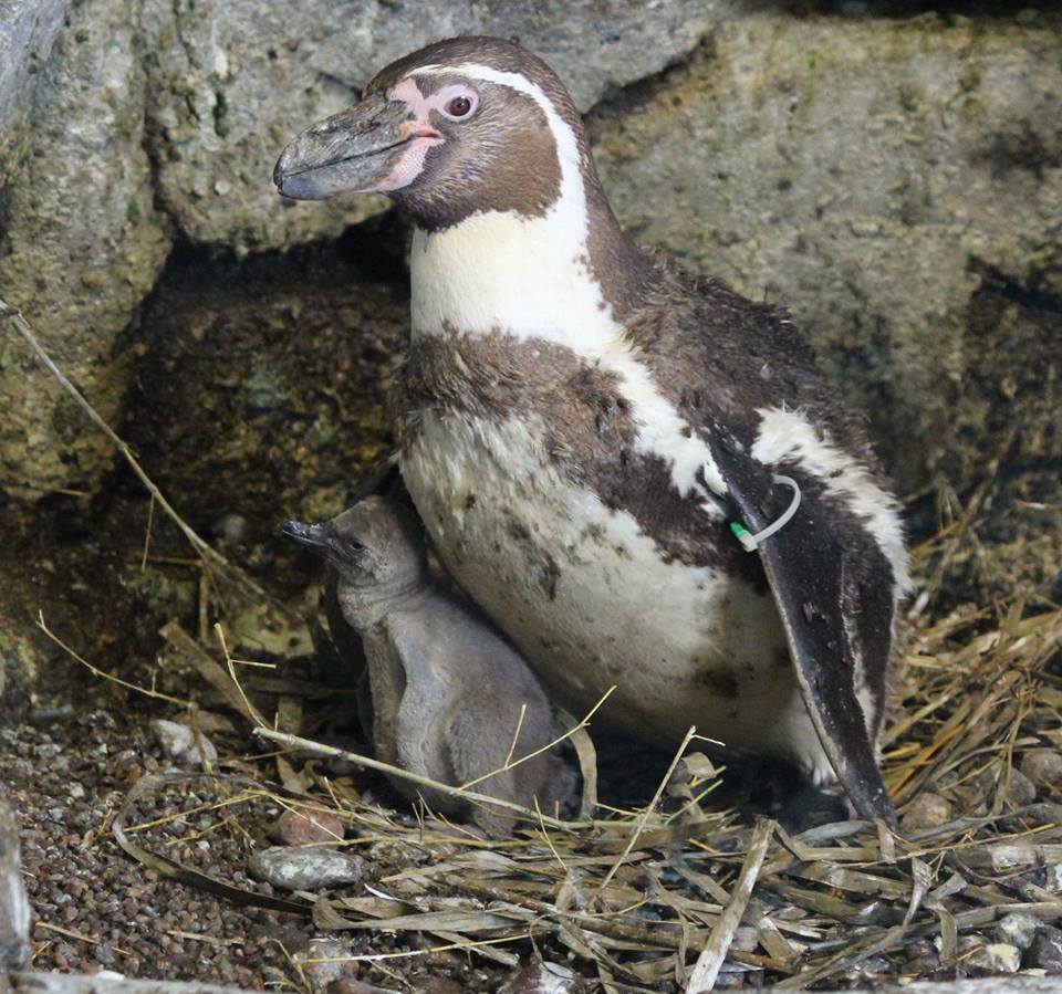 Wiinterrr's Day: Kansas City Zoo saddened by loss of penguin chick