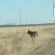 Moose's high-wire act falls flat