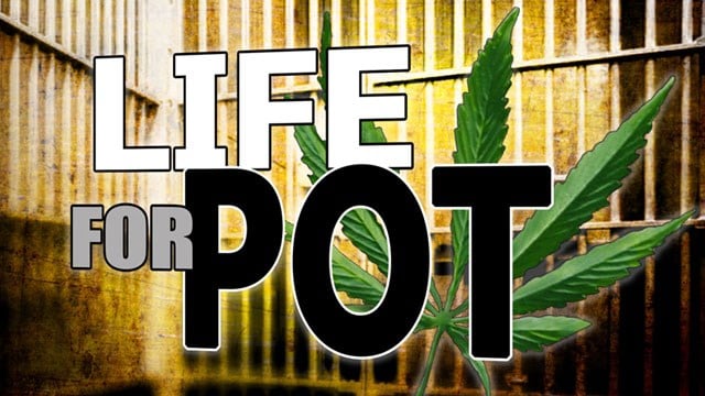 Image result for life for pot