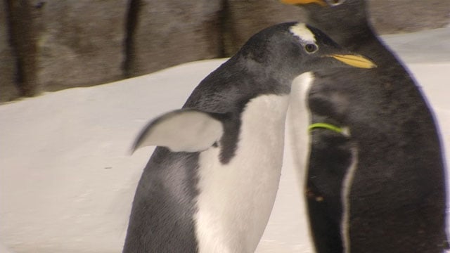 The two Gentoo penquin chicks waddled their way back to their exhibit for the first time since they hatched almost three months ago.