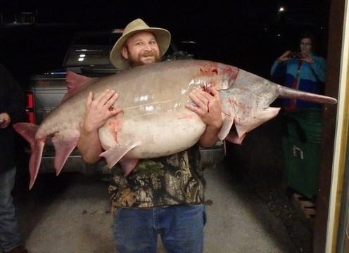 lake fish rock table missouri record paddlefish caught largest catches history man state year old pound andy iii department conservation