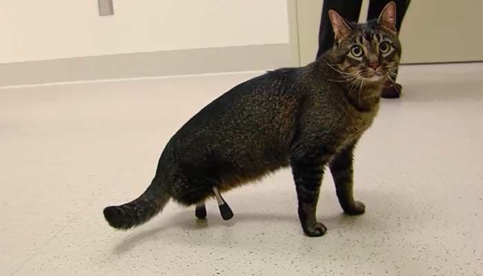 Prosthetics help injured cat live a better life