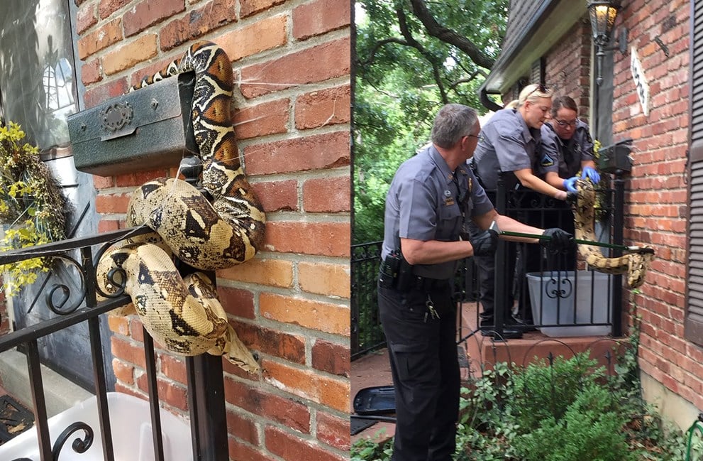 Postal worker finds large snake on Overland Park mailbox