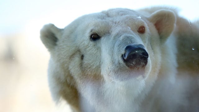 Berlin makes debut Thursday at Kansas City Zoo, polar bear cam - KCTV5 News