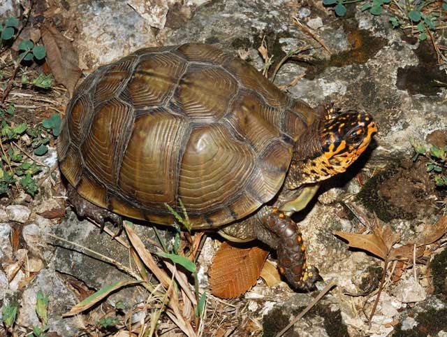 Box turtles to begin Missouri march - KCTV5